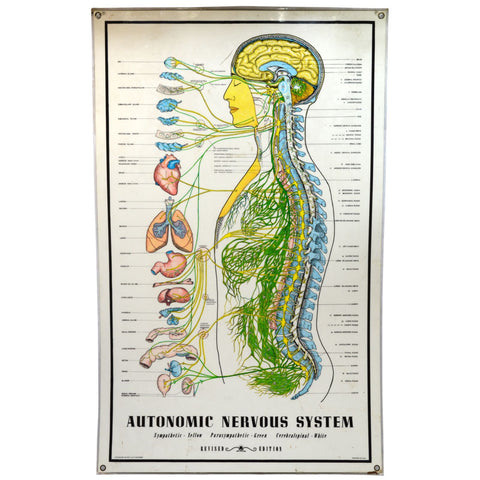 Vintage CHIROPRACTIC CHART of "AUTONOMIC NERVOUS SYSTEM" Laminated Poster c.1957