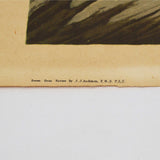 Antique "JOHN J. AUDUBON" LITHO PRINT Framed "CANADA GOOSE" Canadian "PLATE CCI"