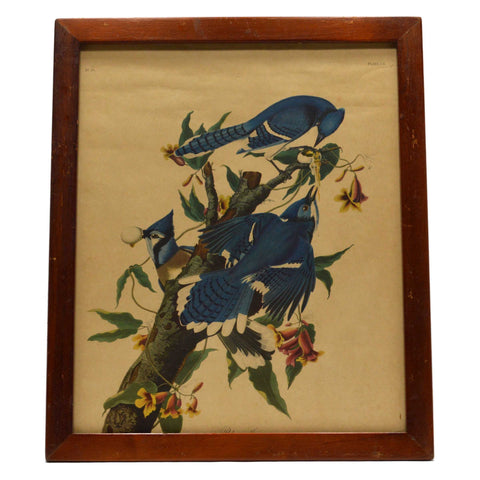 Antique "JOHN J. AUDUBON" LITHO PRINT 16x19 Framed "BLUE JAY" No. 21 Plate CII