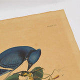 Antique "JOHN J. AUDUBON" LITHO PRINT 16x19 Framed "BLUE JAY" No. 21 Plate CII